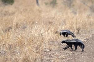 blaireau de miel dans le parc kruger afrique du sud photo