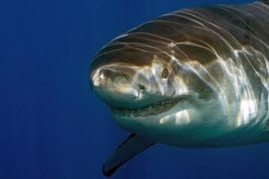 grand requin blanc prêt à attaquer photo