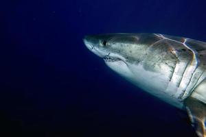 grand requin blanc prêt à attaquer photo