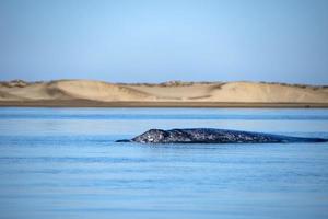 baleine grise en soufflant pour respirer photo