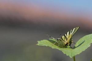 machaon papillon machaon gros plan portrait photo