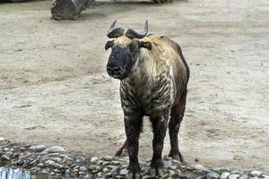 chèvre de montagne mishmi takin photo