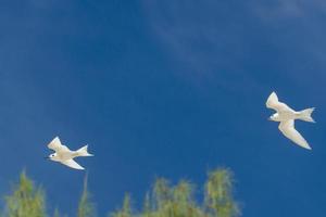 sterne blanche aux seychelles île cousine photo