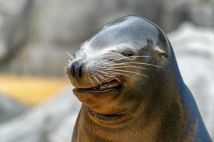 drôle de visage de phoque de lion de mer photo