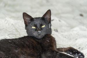 chat noir yeux jaunes sur la plage de sable photo