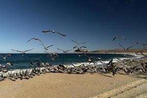 pélican mouette de nombreux oiseaux à baja california beach mexique photo
