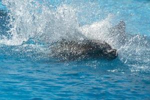 delphinarium aquarium dauphin en spectacle photo