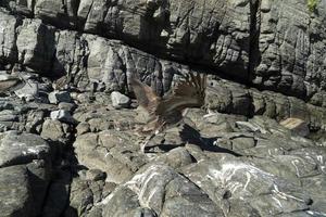 De nombreux oiseaux pélicans mouette sur baja california sur beach punta lobos photo