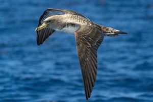 puffin cendré survolant l'océan photo