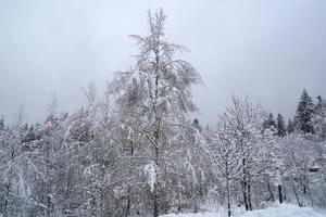 forêt pendant qu'il neige en hiver photo