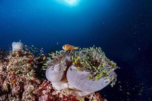 paysage sous-marin coloré avec poisson clown anémone sur l'océan d'un bleu profond photo