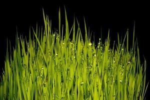 plante de riz avec macro de gouttes d'eau de pluie photo