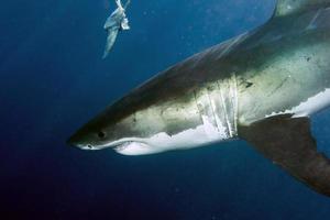 grand requin blanc prêt à attaquer photo