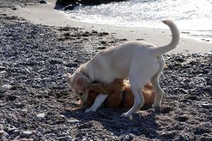 Jeunes chiens chiot jouant sur la plage spaniel cocker et retriver photo
