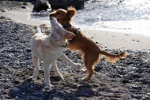 Jeunes chiens chiot jouant sur la plage spaniel cocker et retriver photo