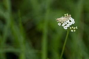 cricket sur une fleur macro photo