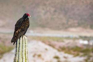 Oiseau buse vautour zopilote en basse californie photo