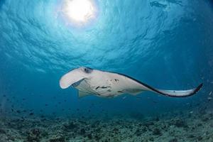 manta sous l'eau dans le fond de l'océan bleu photo