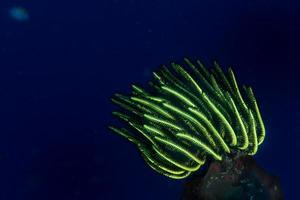 crinoïde sous l'eau en plongée photo