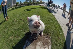 San Diego, États-Unis - 14 novembre 2015 - personnes marchant un bébé cochon rose à San Diego Harnor Drive photo