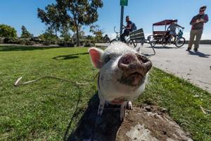 San Diego, États-Unis - 14 novembre 2015 - personnes marchant un bébé cochon rose à San Diego Harnor Drive photo