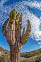 gros plan de cactus géant du désert de californie photo