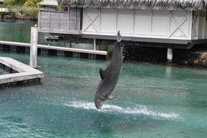 dauphin commun sautant hors bungalow polynésie photo