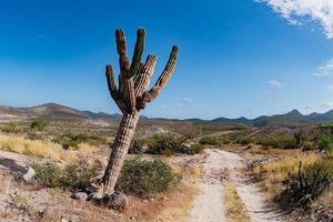 gros plan de cactus géant du désert de californie photo