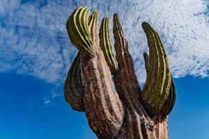 gros plan de cactus géant du désert de californie photo