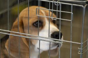 expérimenter un chien beagle dans une cage photo