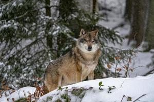 loup gris dans la neige photo