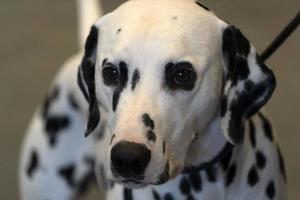 portrait de chien dalmatien photo