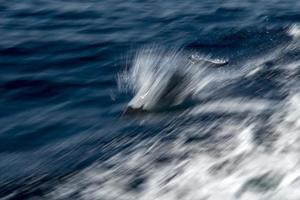 effet de déplacement sur le dauphin en sautant dans la mer d'un bleu profond photo