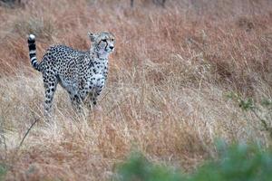 portrait de guépard dans le parc kruger afrique du sud pendant la chasse photo