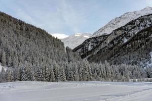 branches de pin couvertes de neige en montagne photo