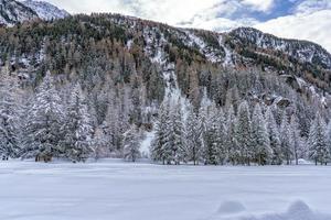 pin couvert de neige en montagne photo