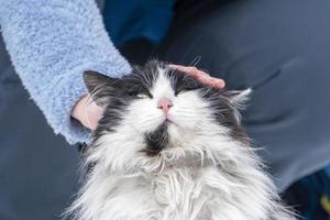 portrait de chat caressant la main humaine dans le fond de neige photo