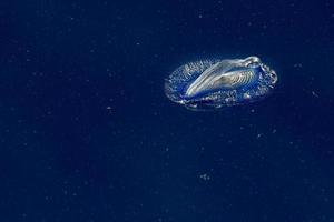 méduse velella sur le dos d'un bleu profond photo