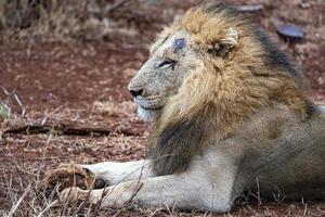 Lion mâle blessé dans le parc Kruger en Afrique du Sud photo