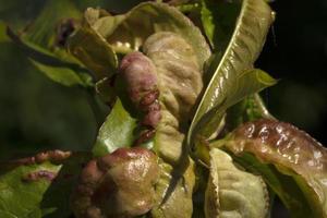 Champignon taphrina deformans sur feuille de pêcher photo