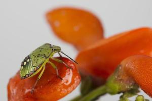 beatle vert sur fond rouge photo