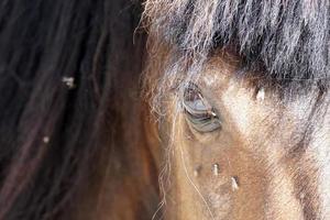 beaucoup de mouches volent sur l'oeil du cheval photo