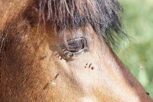 beaucoup de mouches volent sur l'oeil du cheval photo