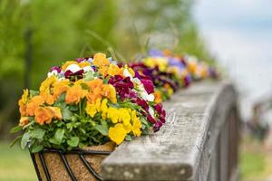 fleurs sur un pont en bois photo