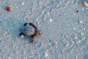 nouveau-né, tortue verte golfina, approche, mer photo