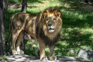 lion mâle africain sur fond de savane forestière photo