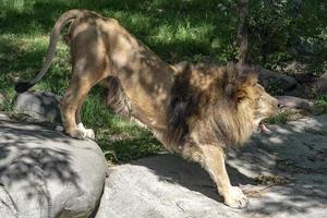 lion mâle africain tout en s'étirant photo