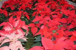 poinsettia étoile de noël détail de la plante photo