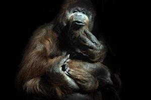 singe orang-outan portrait en gros plan photo