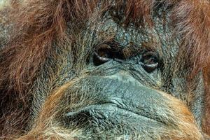 portrait de visage d'orang-outan photo